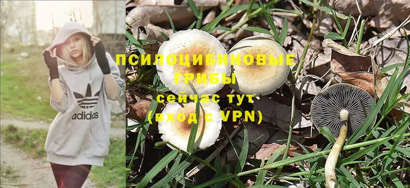 Галлюциногенные грибы Magic Shrooms  как найти закладки  Краснотурьинск 